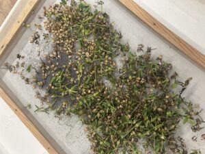 A screen with many drying petunia seed pods