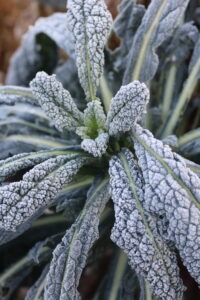 A large 'Lacinato' kale plant covered in a layer of frost