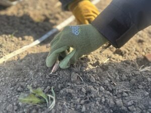 A gloved hand presses a single clove of garlic into the soil in front of a tape measure