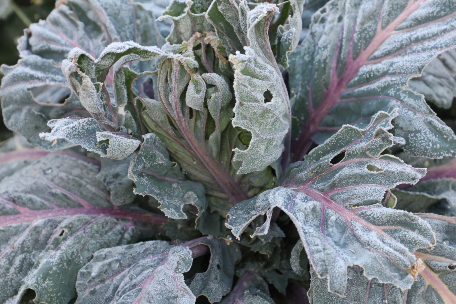 A leafy green plant with purple veins covered in a layer of frost