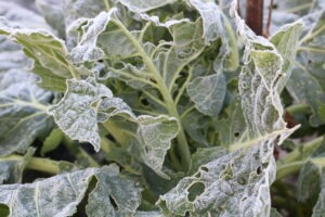 A large green collard plant covered in a light layer of frost