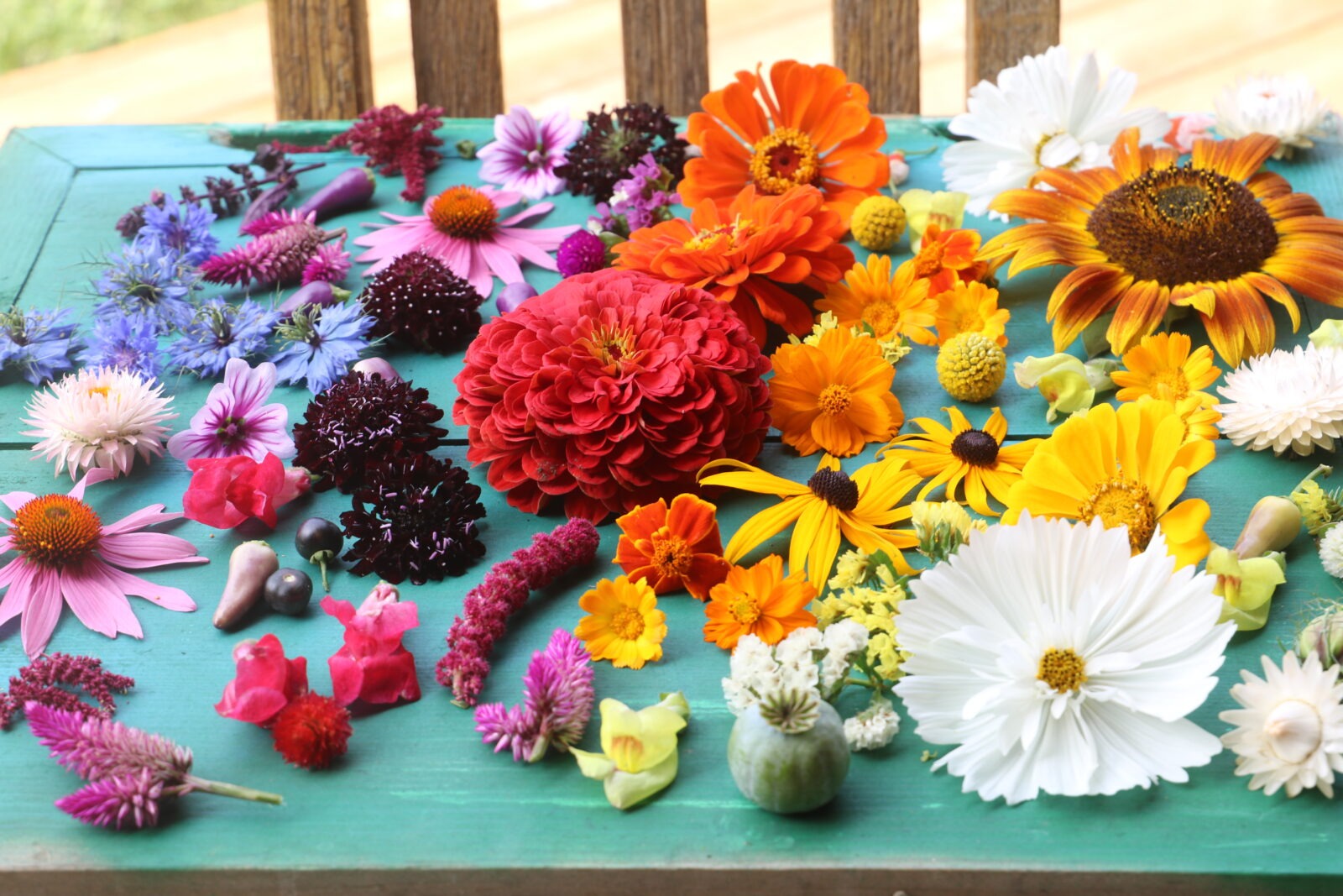 An array of many flower heads of a rainbow of different colors and different shapes and sizes on a tea cutting board