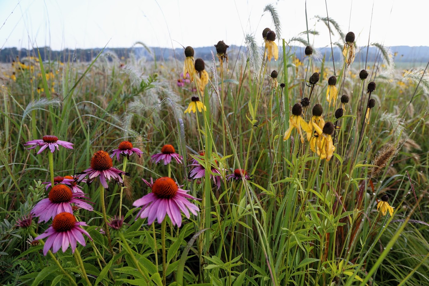 A field of purple and yellow flowers and tall grasses