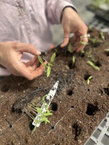 A person potting up several tiny tomato seedlings