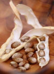 Some brown and white speckled beans and two dried, open bean pods inside a wooden bowl