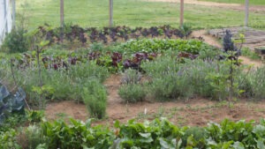 A fenced garden with rows of different plants