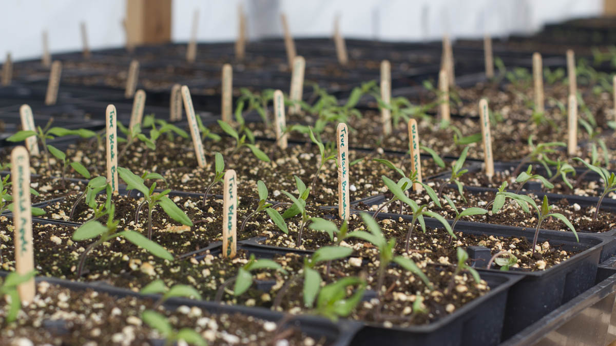 Small containers of sprouted plants with popsicle stick markers.