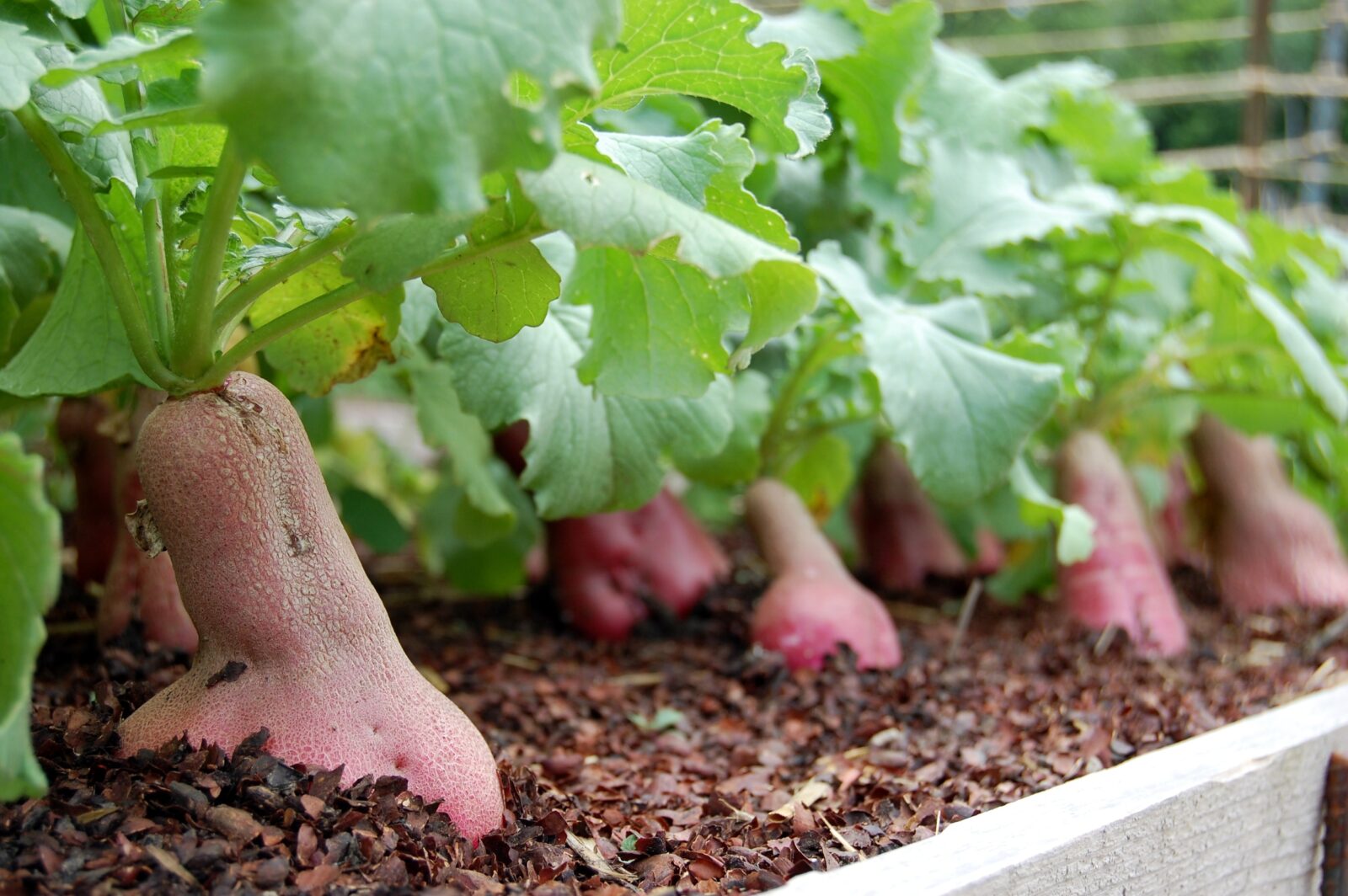 Red radishes growing in a mulched bed with leafy green tops
