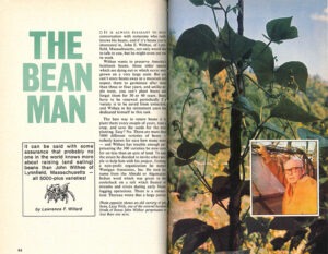 The first two pages of "The Bean Man" article in Yankee Magazine.