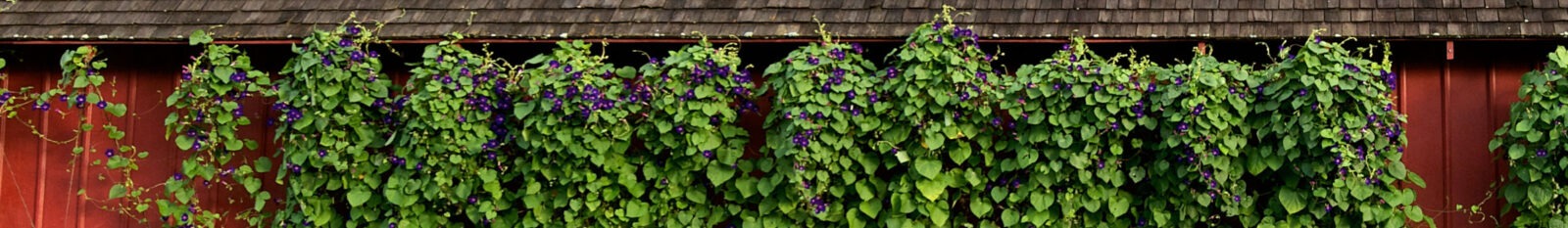 Grandpa Ott's morning glories alongside a red barn.