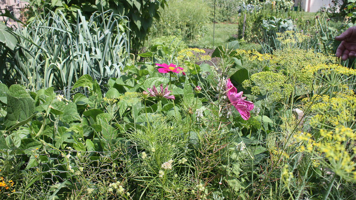 A variety of plants growing densely in a garden