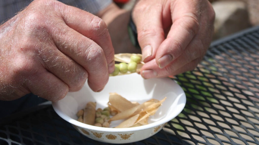 Hands opening dried bean pods into a bowl