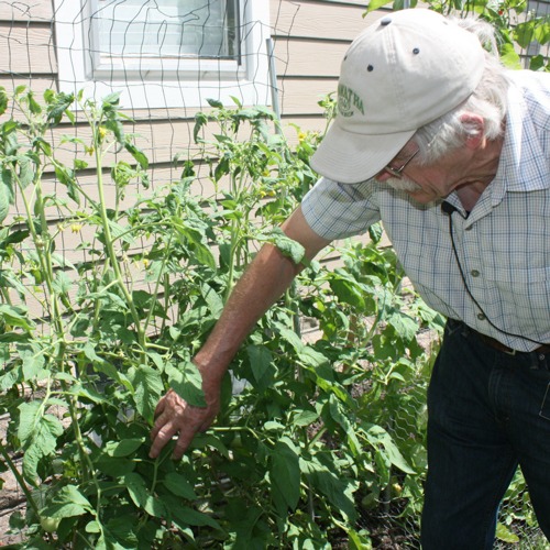 A man tends to plants growing on a wire panel trellis by the side of a house