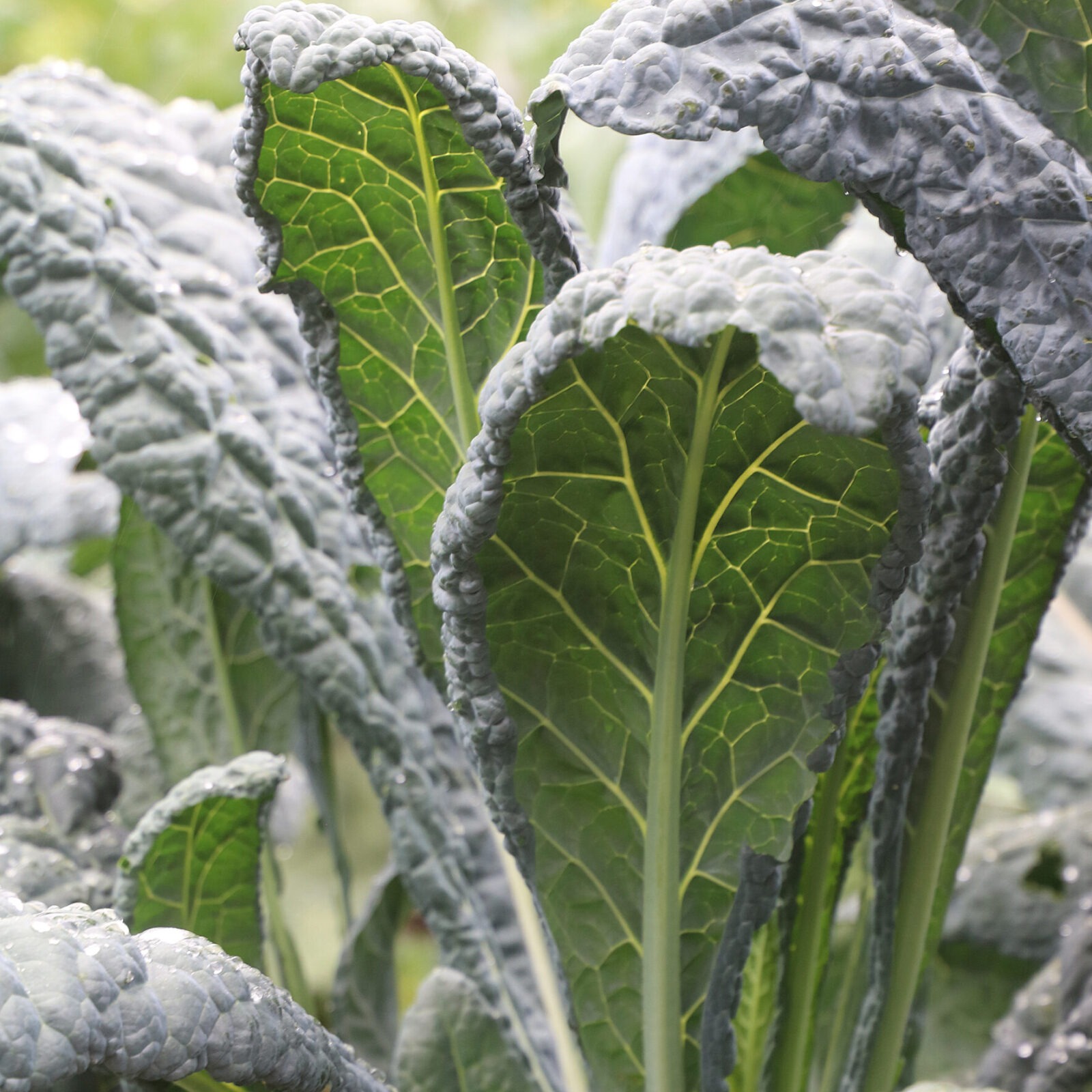 Tall, upright 'Lacinato' kale leaves. The leaves have a heavily savoyed texture.