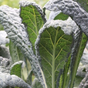 Tall, upright 'Lacinato' kale leaves. The leaves have a heavily savoyed texture.