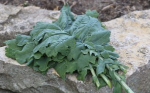 Several large leaves of 'White Russian' kale laying on a large rock