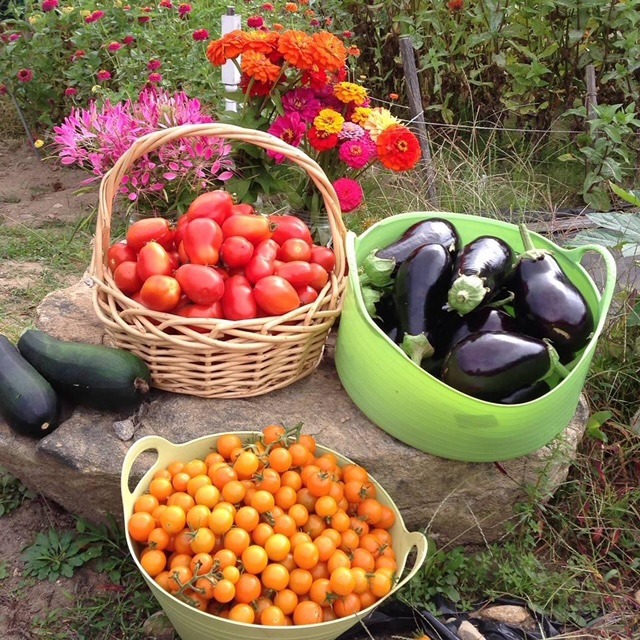Baskets full of red tomatoes, purple eggplants, and orange cherry tomatoes sit on a rock with two zucchini and flowers in the background.