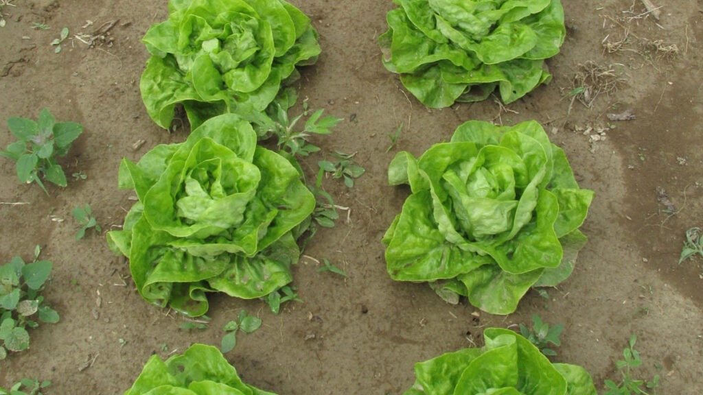 Two rows of green lettuce heads growing in soil
