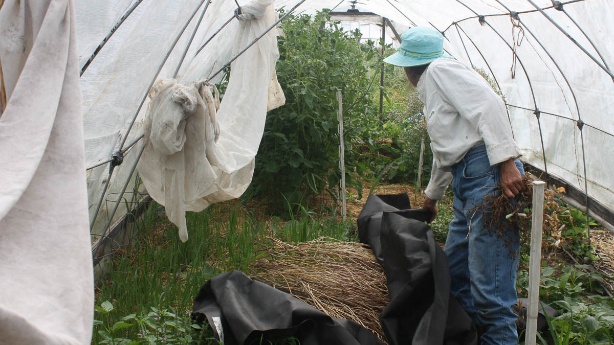 A woman works in a greenhouse garden