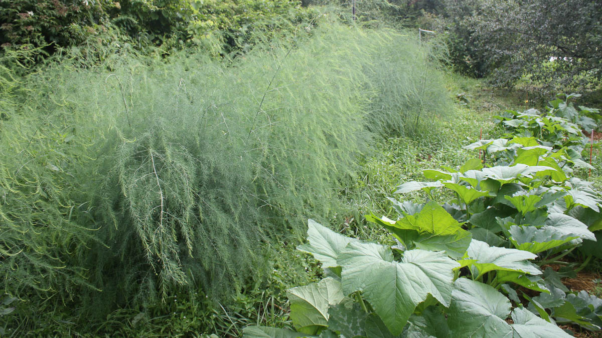A garden with many green plants