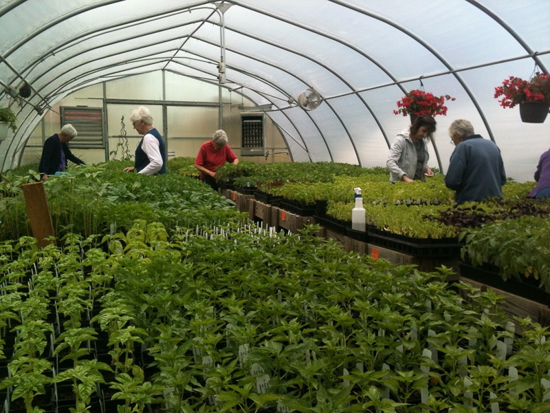 Four people not looking at the camera are inspecting plants in a hoop house.