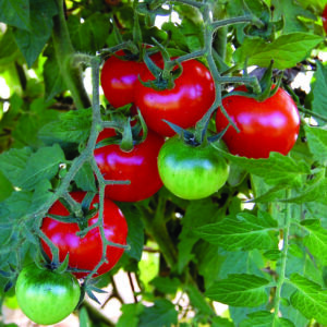 A cluster of five 'Large Red Cherry' tomatoes and one green cherry tomato hanging from the vine on a tomato plant