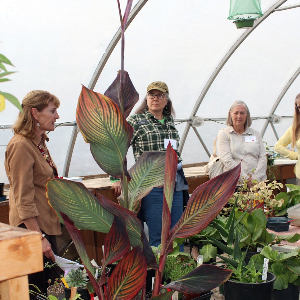 A group gathers in a green house with a large green and red leafed plant in the foreground. 