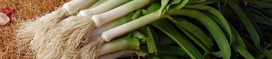 A pile of white stalks with long green leaves and white roots, on top of a straw surface with two leaves on the left side