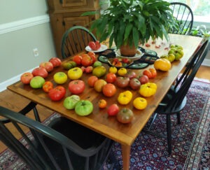 Craig’s tomato harvest, July 2019.