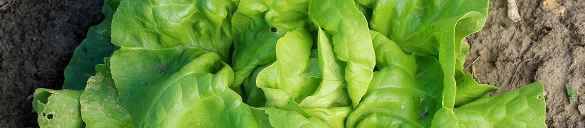 A head of green lettuce leaves on a dirt surface