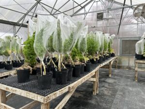 Flowering lettuce bagged for seed saving in a greenhouse.