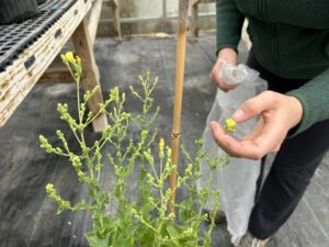 Lettuce plant flowering getting ready for seed processing