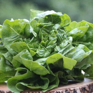 A compact, looseleaf 'Anuenue' lettuce plant, sitting on a tree stump