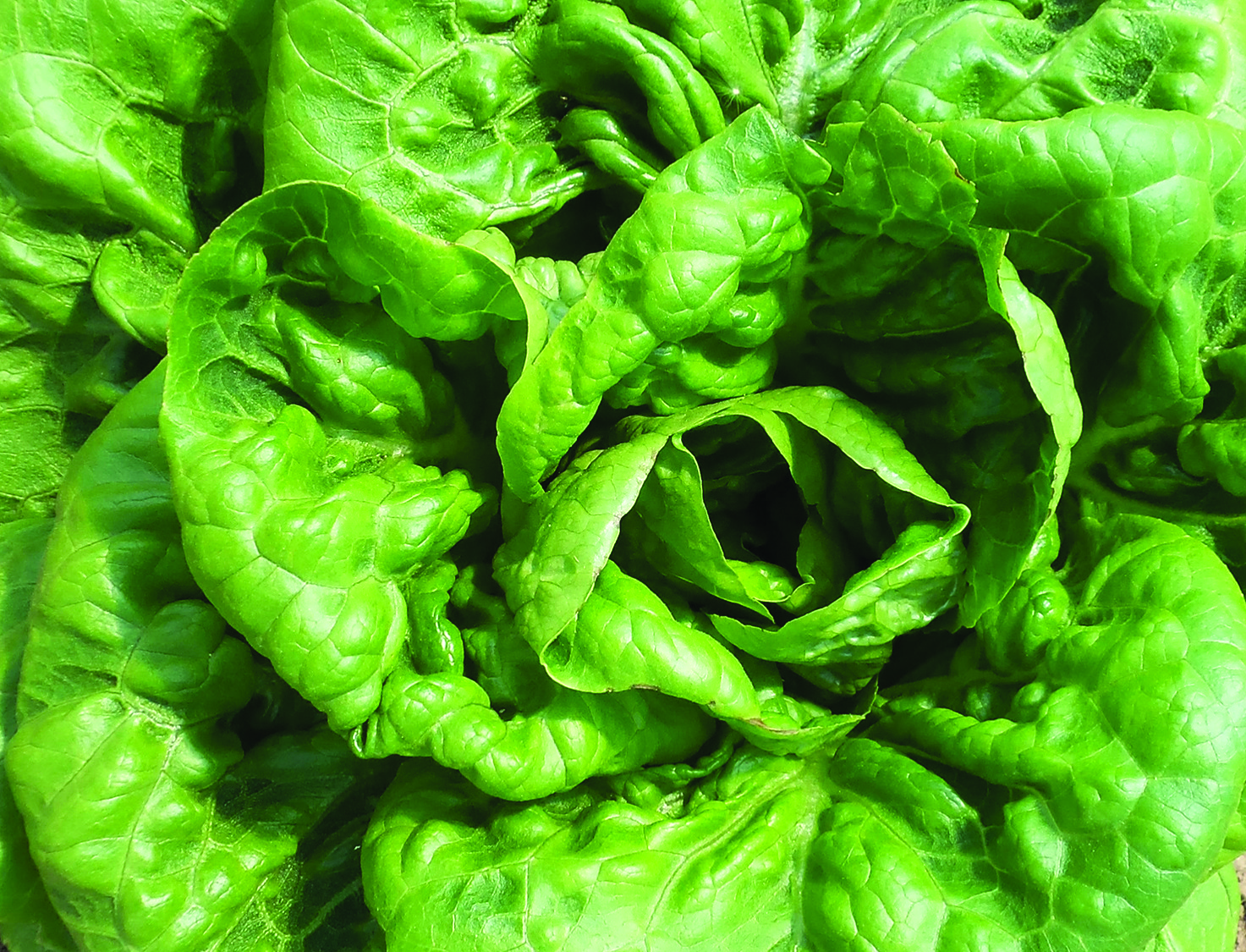Close-up of a leafy green lettuce head