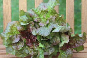 A looseleaf head of green and red-splashed 'Honsesalat' lettuce on a wooden park bench