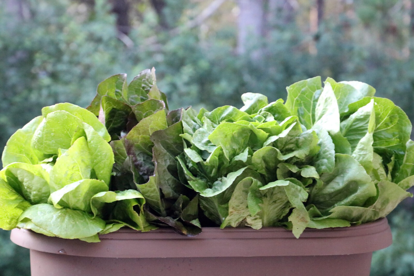 Four different lettuce varieties in a long deck railing planter
