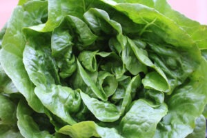 A leafy green, compact head of 'Winter Density' lettuce