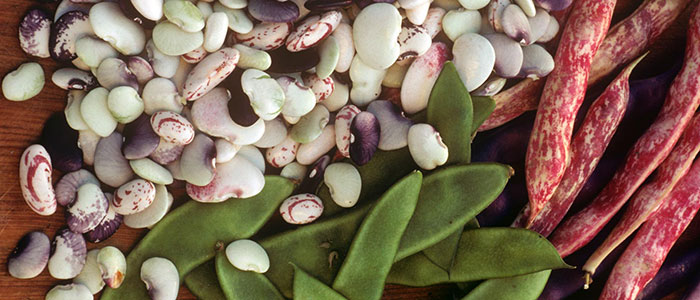 A pile of multicolored flat beans next to a pile of green bean pods and a pile of red and white speckled bean pods