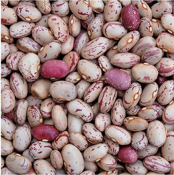 White and red speckled 'Lina Sisco Bird Egg' beans