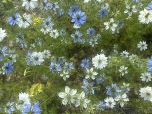 Blue and white 'Miss Jekyll' love-in-a-mist flowers