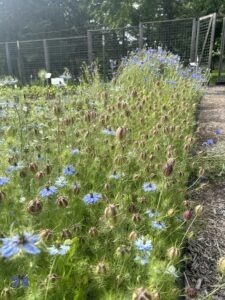 A large patch of blue 'Love-In-a-Mist' flowers and green-purple seed pods