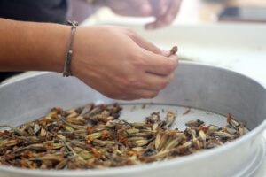 Many dried 'Carolyn's Gem' marigold flowers in a metal strainer