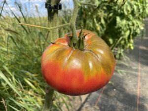 A large red and brown 'Marizol Purple' tomato hangs from a tomato plant vine with grasses in the background