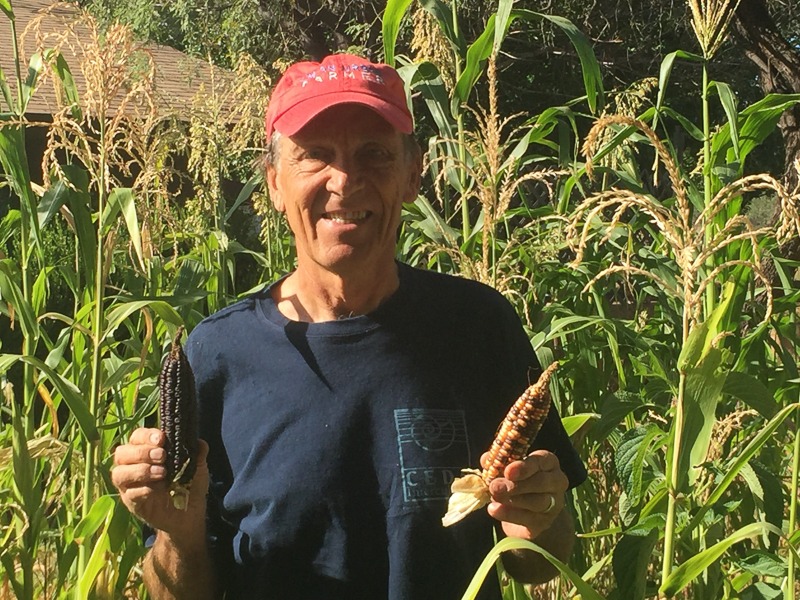 A man in a red baseball cap smiles and holds an ear of corn in each hand corn in a cornfield