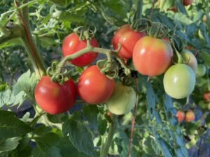 two clusters of pink and green 'Miss Lucille' cherry tomatoes hanging from a tomato plant