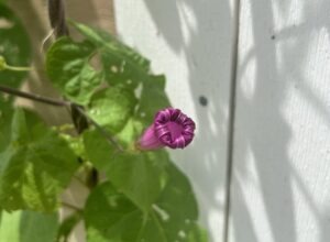 A spent purple 'Grandpa Ott's' morning glory bloom curled in on itself