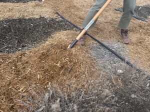 A person rakes fresh mulch in a garden