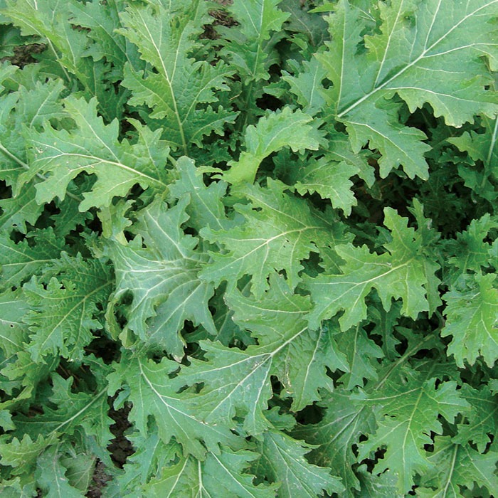 A pile of green leaves