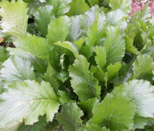 large, green mustard leaves