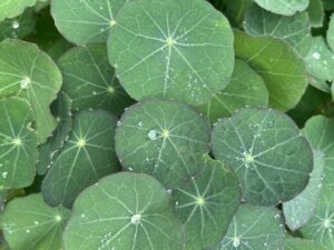Many green circular nasturtium leaves